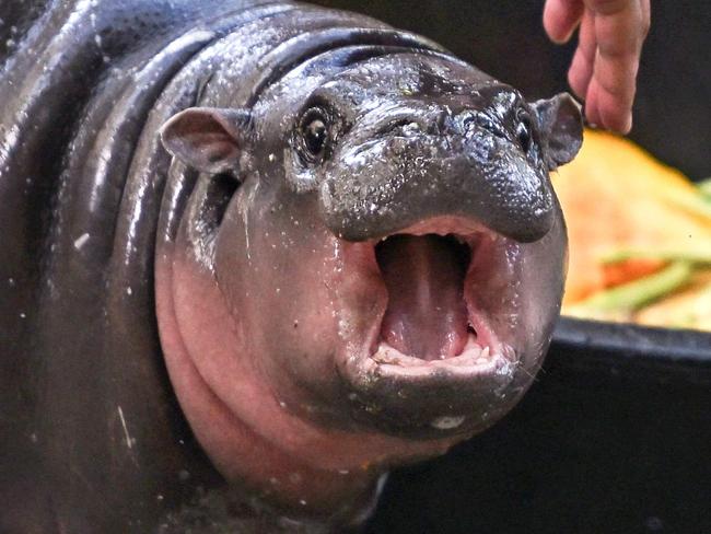 (FILES) Moo Deng, a two-month-old female pygmy hippo who has recently become a viral internet sensation, reacts to a zookeeper at Khao Kheow Open Zoo in Chonburi province on September 15, 2024. An endangered baby pygmy hippo that shot to social media stardom in Thailand has become a lucrative source of income for her home zoo, quadrupling its ticket sales, the institution said on September 26, 2024. (Photo by Lillian SUWANRUMPHA / AFP)