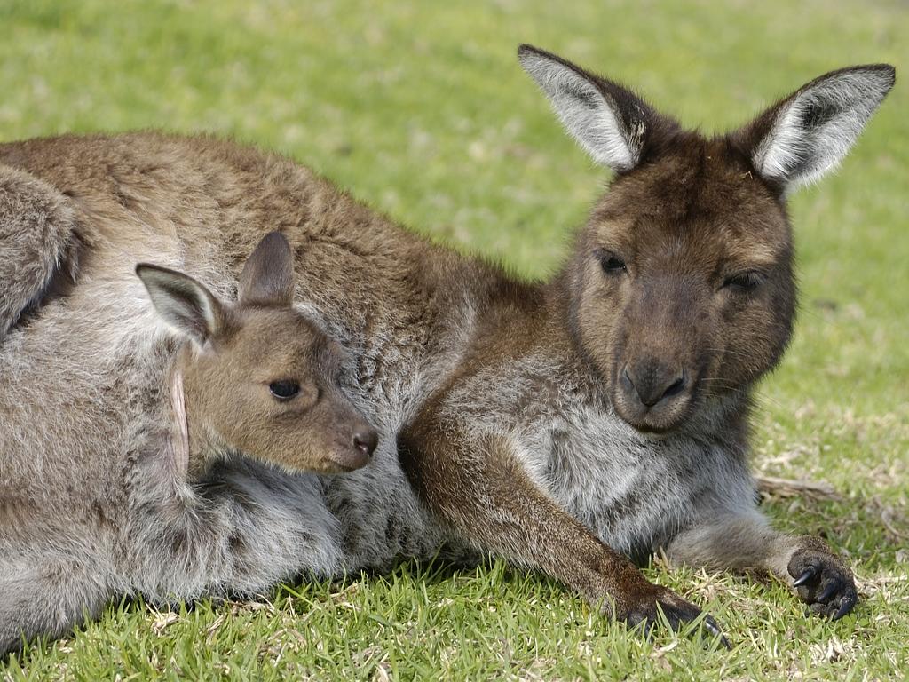 A kangaroo relaxes in the afternoon sun with a joey in her pouch. Picture: istock