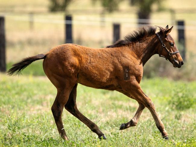 AFLW players Breann (blue) and Celine (pink) catch up with retired race horse Black Caviar and her new foal. Black Caviar was trained during her undefeated run by their father, Peter Moody. Picture: Mark Stewart