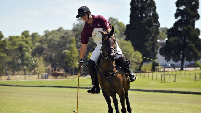 Aussie polo star Zac Hagedoorn says Angel and Bubblegum are as good as UK polo ponies. File image