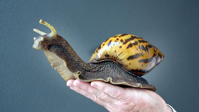 Giant snail