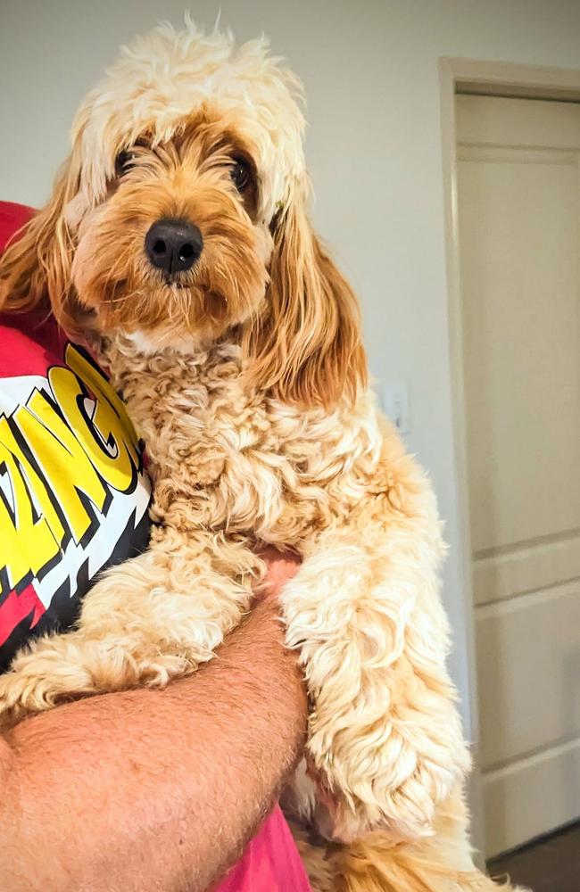 Rusty: Jess Minnegal's 1 year old puppy