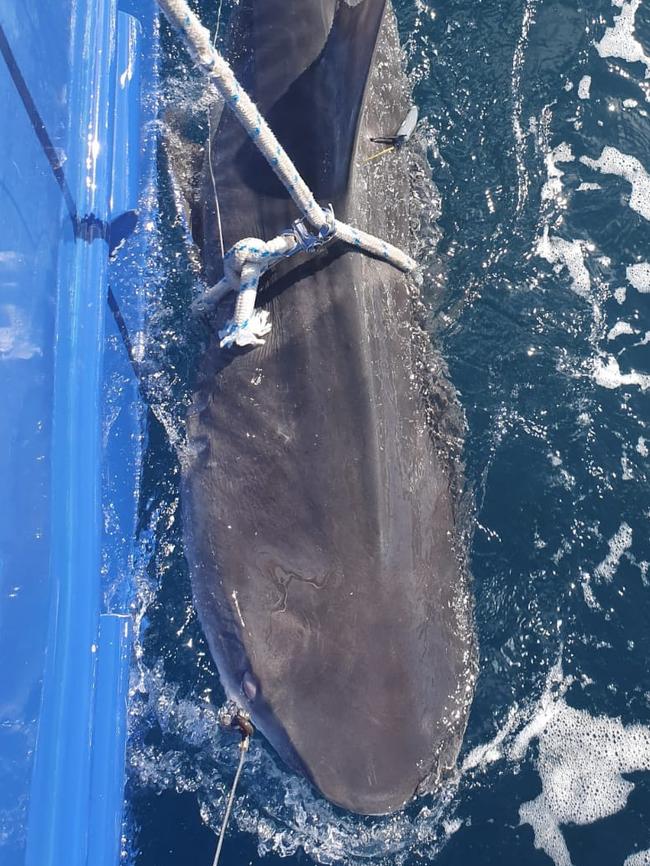 Thise 2.5m tiger shark was caught by SMART drumline off Dee Why on April 11. Picture: Supplied