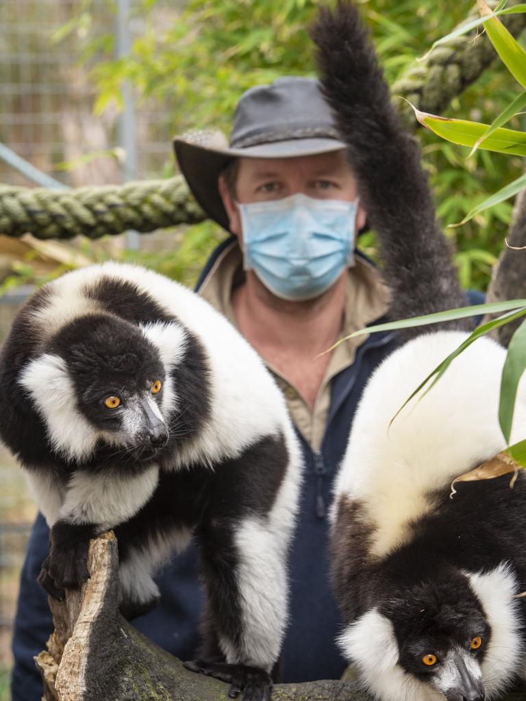 I like to move it: Mark Treweek with black and white ruffed lemurs. Picture: Zoe Phillips