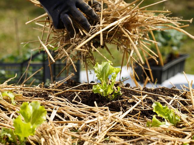 Garden mulch can prevent weeds.