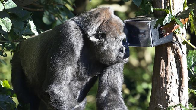 Kimya looks at her reflection while inspecting the new thing in the exhibit. Picture: David Caird