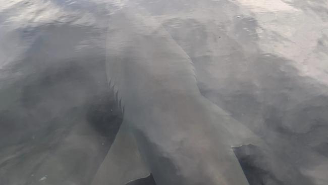 Jacob Asquith took this photo of a shark swimming near the boat ramp at North Haven near Port Macquarie.