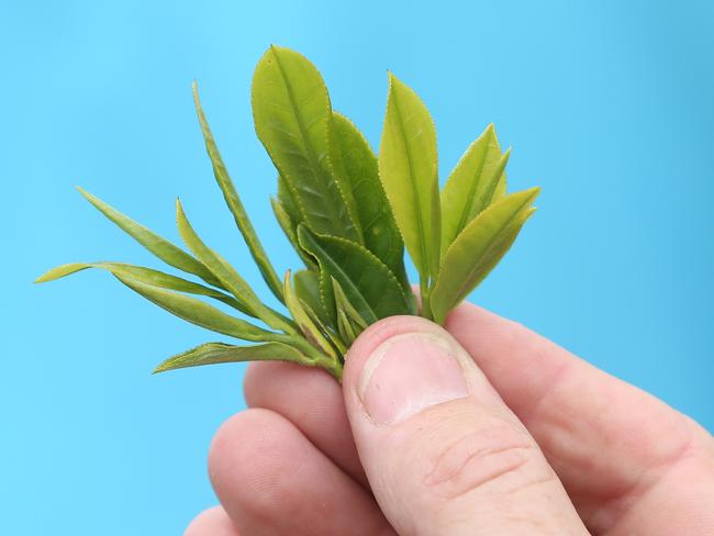 Fresh green leaves of the (AAP Image/Sue Graham)