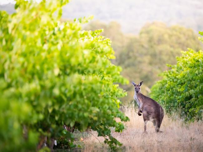 EMBARGO FOR TWAM 18 MAY 2024. FEES MAY APPLY. Kangaroo in South Australian vineyard