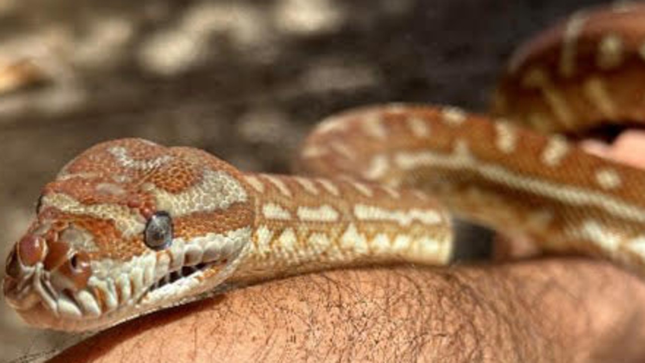 One of the five snakes taken from a Gold Coast home