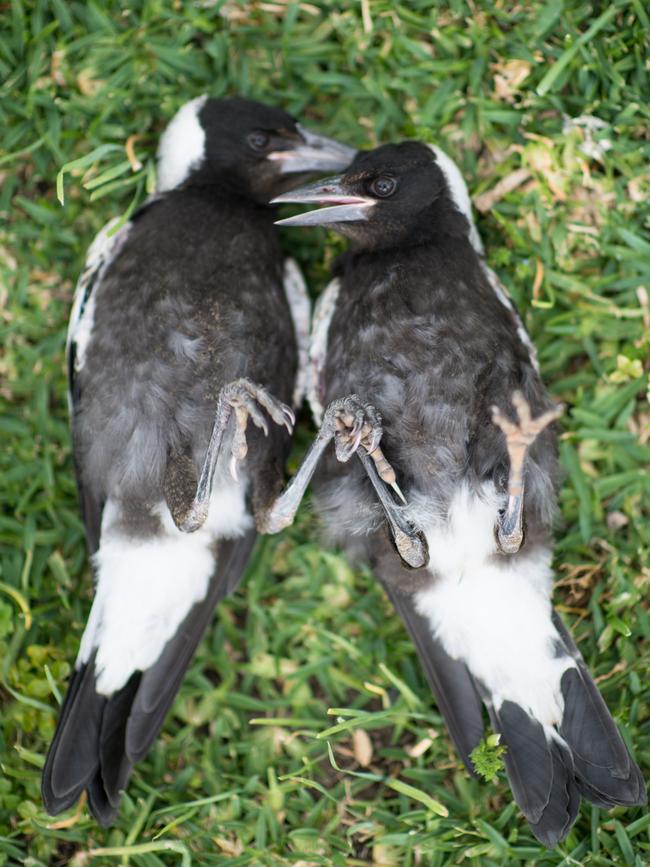 The Bloom family have two new magpies, Puff and Panda living with the family. Picture: Cameron Bloom