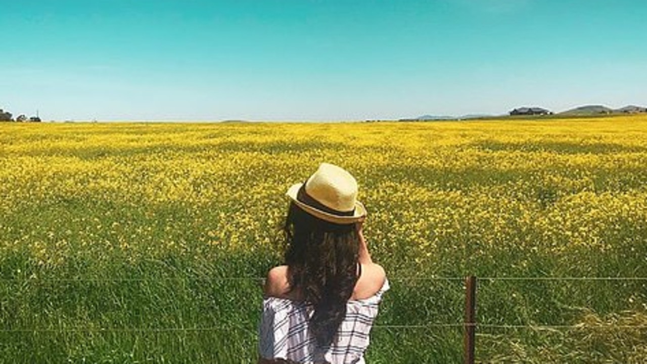 Cowra, Berrima become Instagram tourist attraction for stunning canola ...
