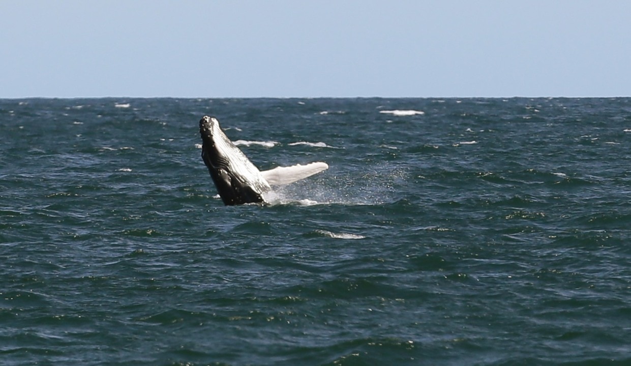 Whale calf freed from Gold Coast shark nets