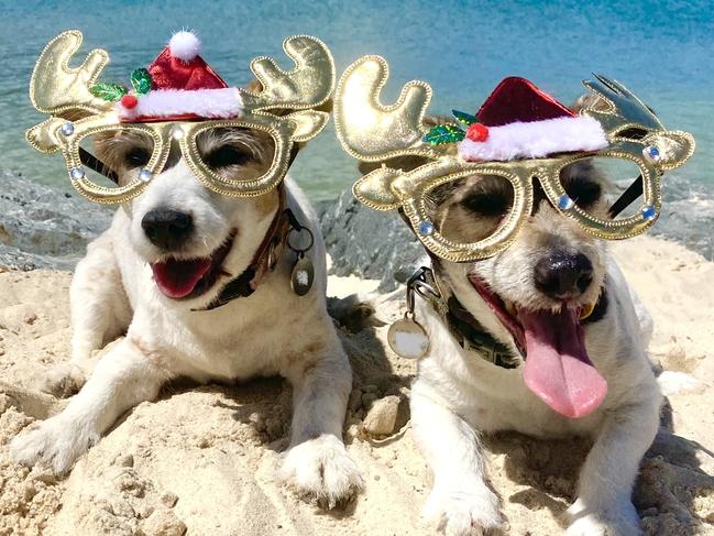 Two jack russell dogs laying in the sand looking at the camera.