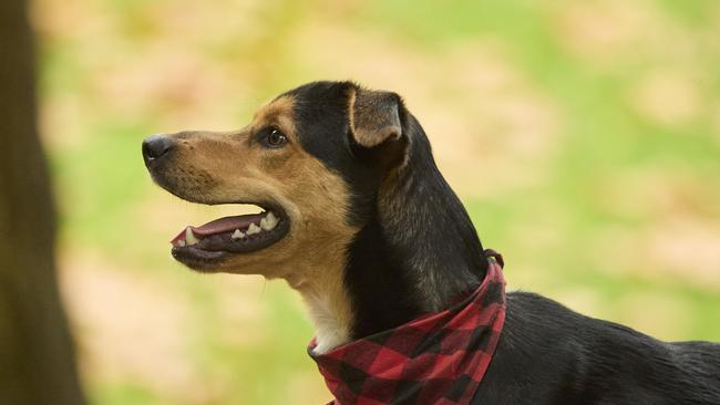 Million Paws Walk at Adelaide Botanic Gardens. Picture: Matt Loxton