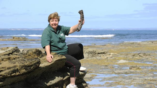 Lesley Kool from Dinosaur Dreaming is holding a part of the jawbone of Koolasuchus cleelandi. The Inverloch beach has become one of Victoria's finest fossil sites.