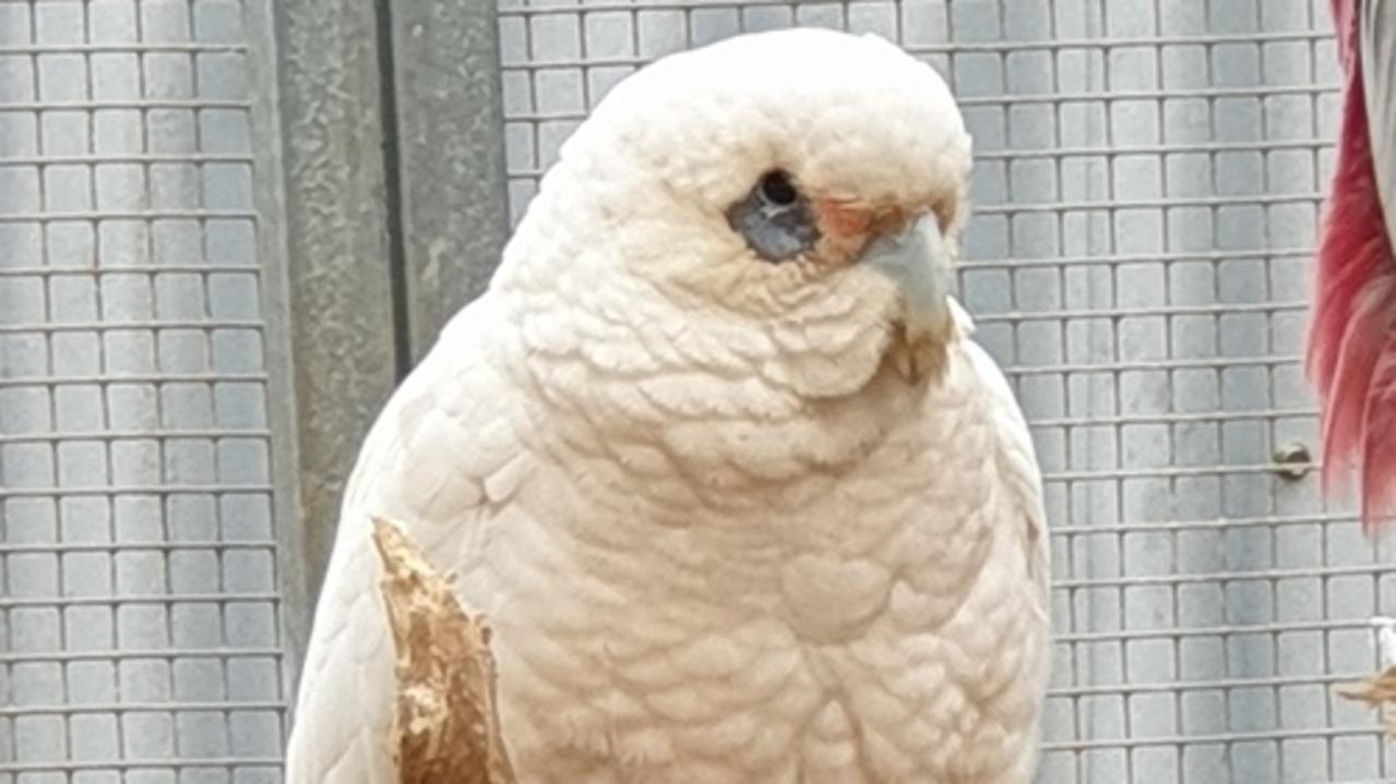 Cause of mass corella deaths revealed