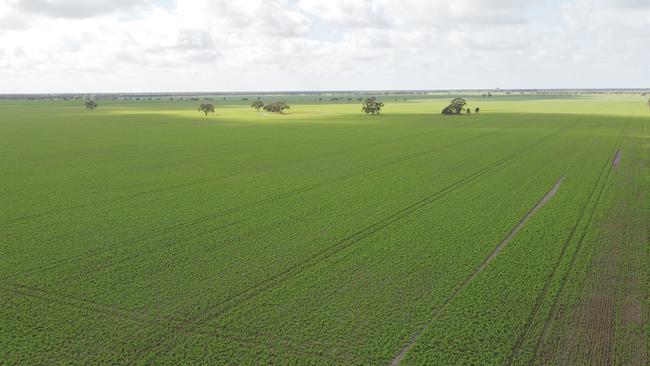 The Ross family are selling their 259ha McNicol’s block at Dumosa and 259ha Murray’s block near Nullawil.