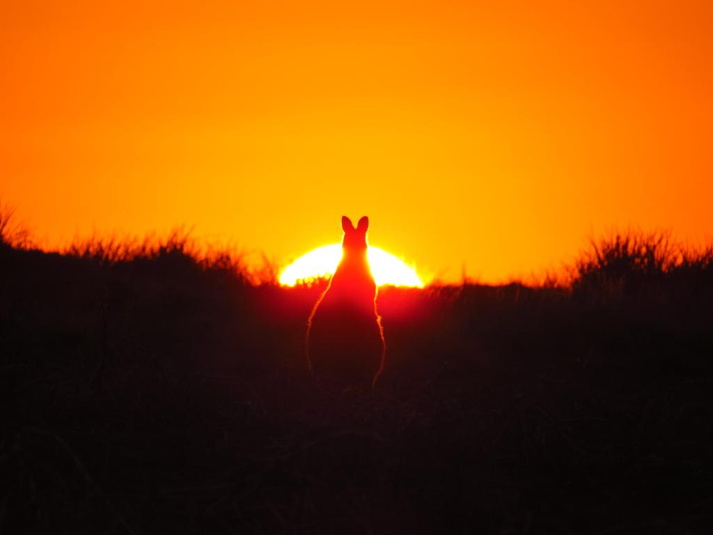 Picture: Stefanie Taing/News.com.au Photo of the Week