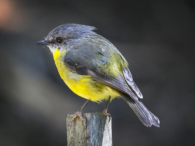 An eastern yellow robin at Wildlife Wonders. Picture: David Caird