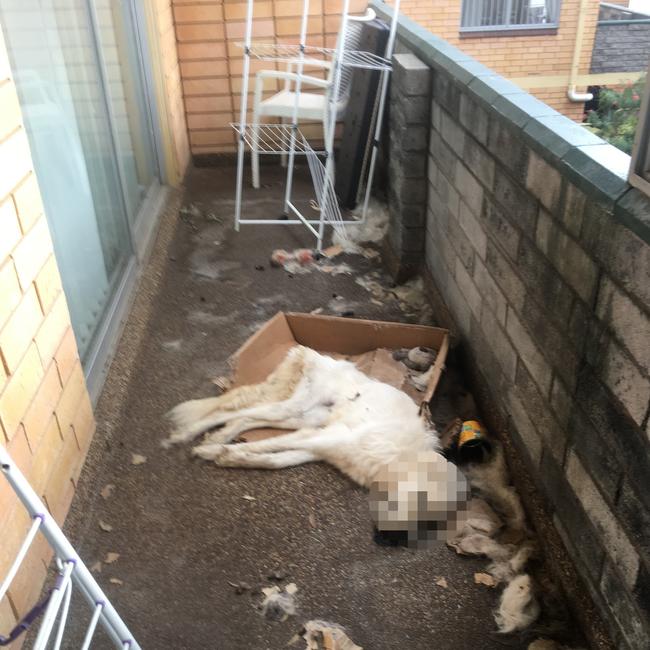 The maremma sheepdog was found on the man’s balcony.