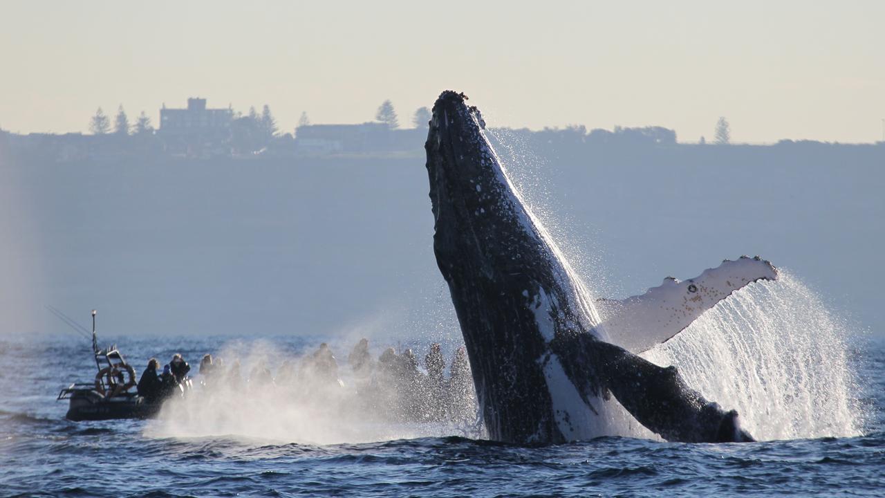 Humpback whales are being spotted off the coast of Sydney. Picture: Jonas Liebschner/Whale Watching Sydney