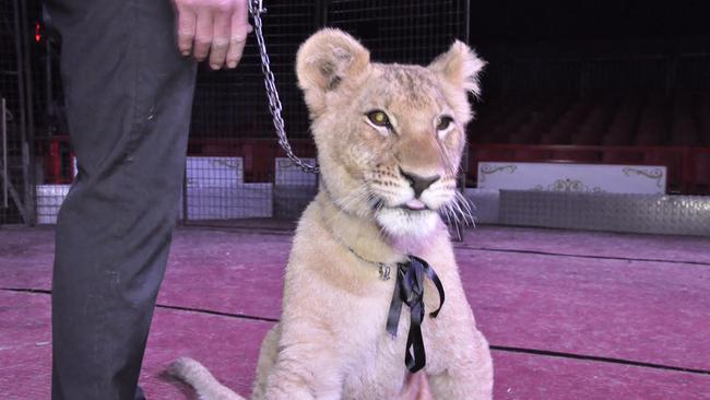 It’s easy to see why people get upset. It’s hard to see a beautiful lion chained up and doing tricks.