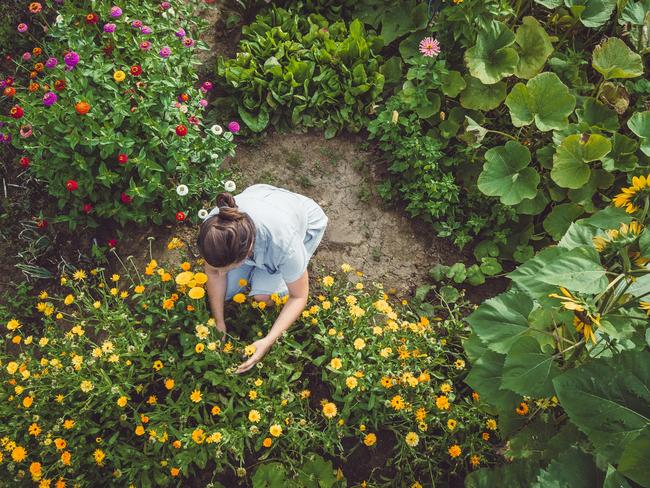 Young Woman Harvesting Home Grown Vegetables