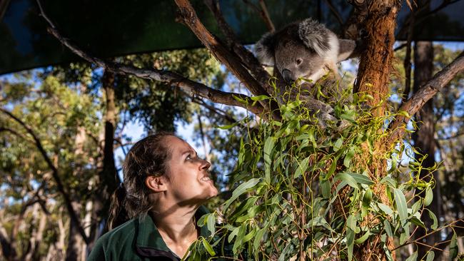 Ashleigh Hunter, wildlife keeper, with Apollo at Cleland. Picture: Tom Huntley