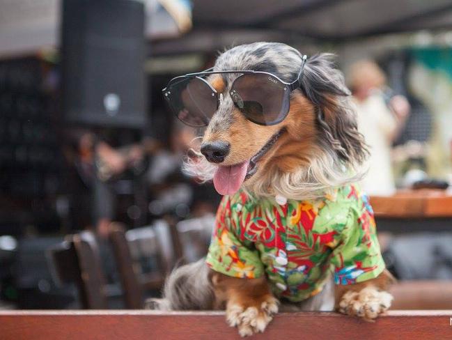 Sausage dog ninja warrior store