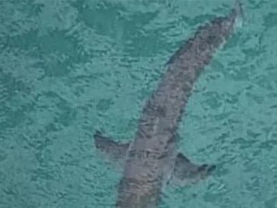 Shark seen off Salt Beach after man attacked at Kingscliff