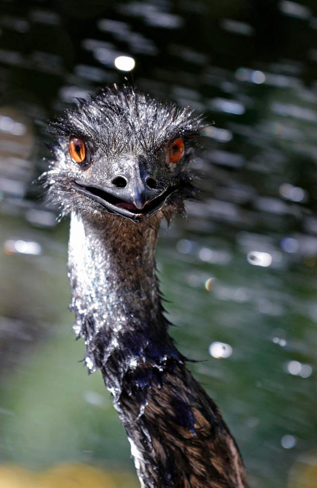 An emu cools off with water amid soaring temperatures at a petting zoo in the northern Israeli kibbutz of Yiron. Picture: Jalaa Marey / AFP