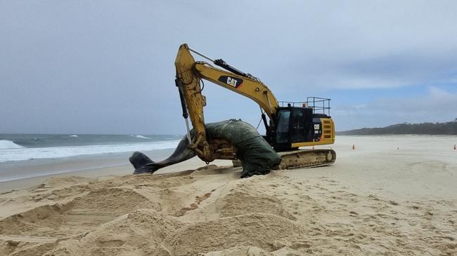 The whale carcass being picked up for burial. Picture: Graham DPE