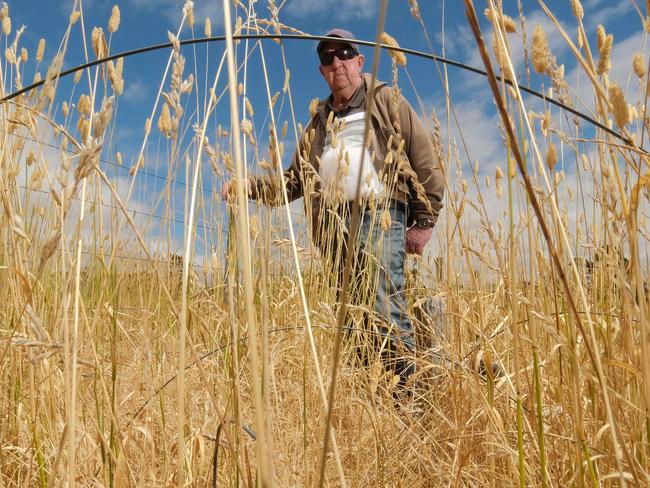 Winchelsea resident David Stephenson has reported 4ft high grass at a block between Gosney st and Hesse st that is very close to Winchelsea hospital and also near his home in Winchelsea. Picture: Mark Wilson