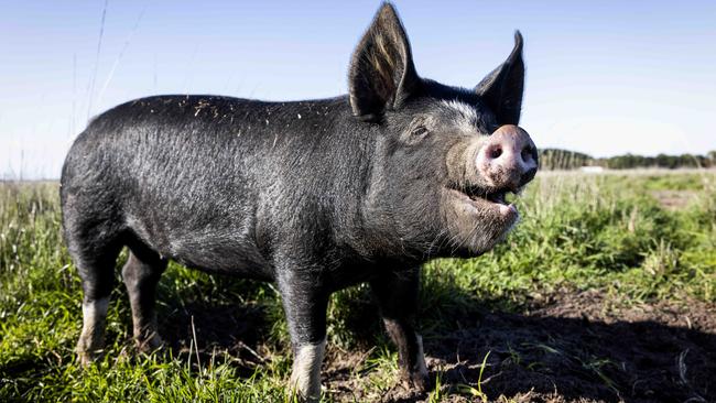 A pig, looking happy, on the Wheals’ 1400ha Beachport farm, where they mill feed using grains grown on the property. Picture: Nicole Cleary