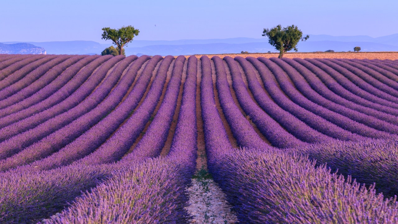 <p><strong>LAVENDER FARMS</strong></p><p><span>Each year during the eight-week summer blooming season tens of thousands visit <a href="https://bridestowelavender.com.au" target="_blank" rel="noopener">Bridestowe Lavender Estate,</a> the world&rsquo;s largest privately-owned lavender farm. Interestingly, while the purple fields produce perfume-grade lavender oil it was a lavender-stuffed purple bear called Bobbie that brought Bridestowe international fame.&nbsp;</span></p><p><span>A visiting Chinese model and actress triggered the Bobbie the Bear craze when she posted a photo of herself with the bear on social media. Bears flew off the shelf as sewing machines went into overdrive to cope. Now it&rsquo;s just not the bears for sale - for those with cash to spare after a visit to gift shop stocked with all things lavender, the entire Estate is currently on the market.</span></p>