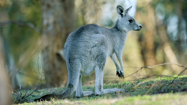 Man who bashed kangaroos to death sentenced to community service | Herald  Sun