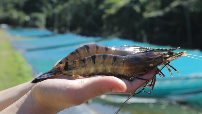 Seafarms Group plans to farm these types of black tiger prawns for its Project Sea Dragon.