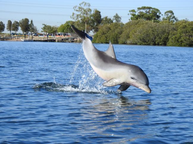 What’s going on in the Port River? Fifth dolphin has mystery illness