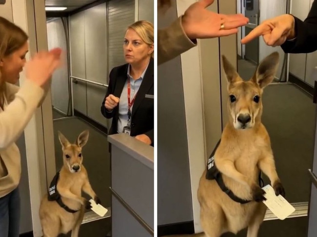 The internet has lost it over a video of a ‘support kangaroo’ holding a boarding pass and waiting to get a plane.