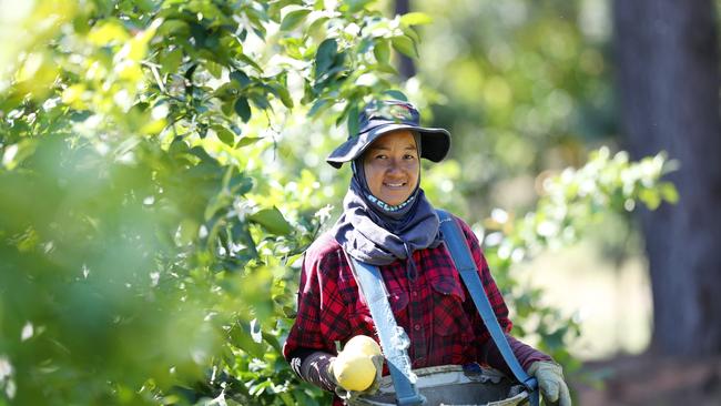 Backpacker Amy Sukwiset working on a farm. Picture: Sue Graham