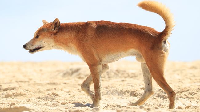 A Fraser Island Dingo on Seventy Five Mile Beach. Photo Lachie Millard