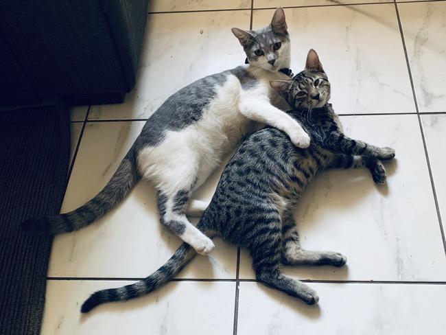 Kitty and Little Kitty. Both are a foster fail. Picture: Tharis Van Tilborgh