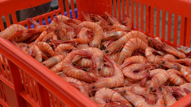 The hub will host a series of capacity-building learning modules, to help Queensland prawn farmers confidently adopt the technology within their business.