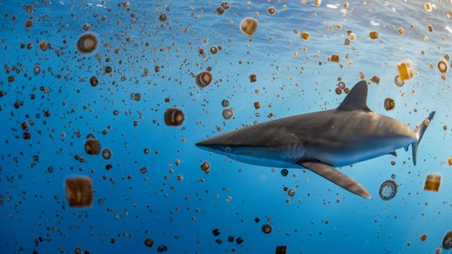 Fish Aggregating Devices often attract various sea creatures, including sharks, for hunting or seeking refuge. Here in The Bahamas, thousands of thimble jellyfishes drift along with the current. Picture: Annie Guttridge