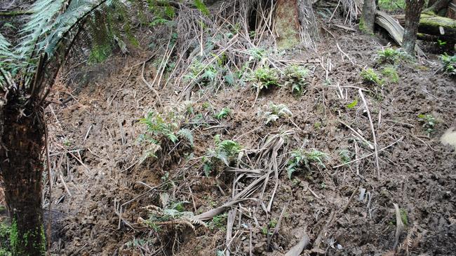 The impact of deer in Sherbrooke Forest.