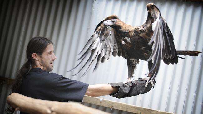 Wedge-tailed eagle Grace with handler Josh Payne at Eagles Heritage Wildlife Centre.