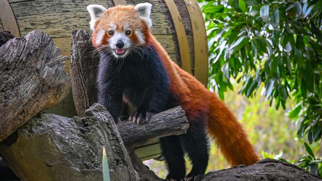 Mohan is one of Halls Gap Zoo's Red Pandas. Picture: Halls Gap Zoo