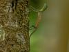 Draco volans, the common flying dragon on the tree in Tangkoko National Park, Sulawesi, is a species of lizard endemic to Southeast Asia. lizard in wild nature, beautiful colorful lizard