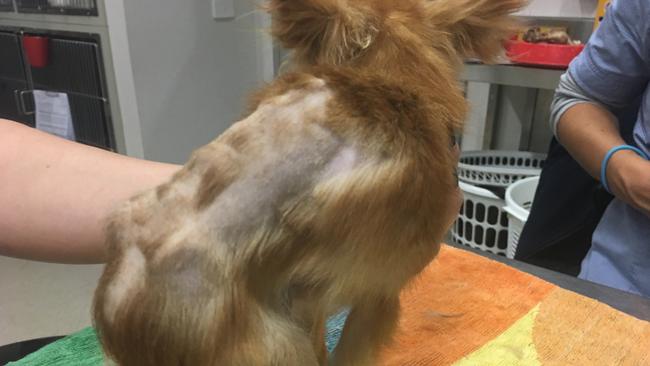 An RSPCA vet deemed the dogs to be severely emaciated and just days away from death. Picture: RSPCA NSW